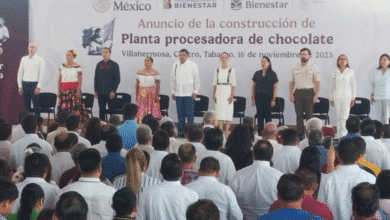 Se impulsará la producción de cacao como nunca Sheinbaum Pardo