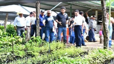Sembrando Vida Tabasco recibirá 1,200 Millones para Fortalecer el Campo