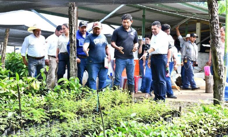 Sembrando Vida Tabasco recibirá 1,200 Millones para Fortalecer el Campo
