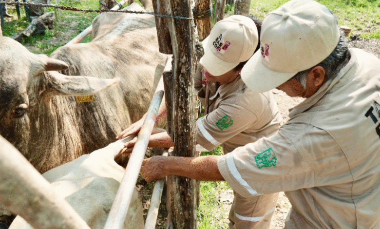 Solicitan médicos veterinarios para reforzar la vigilancia en hato ganadero