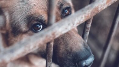 Tabasco avanza en protección animal Congreso aprueba endurecer penas por maltrato