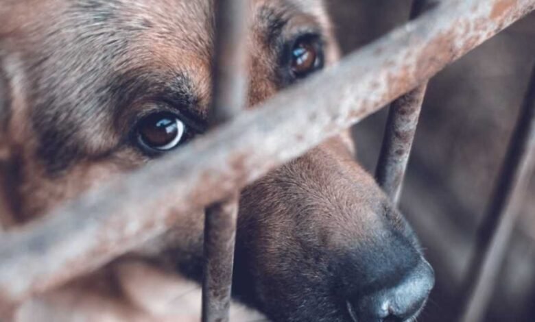 Tabasco avanza en protección animal Congreso aprueba endurecer penas por maltrato