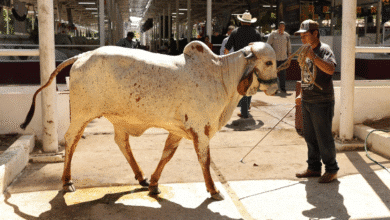 Tabasco tendrá la pista de calificación ganadera más moderna y grande de México