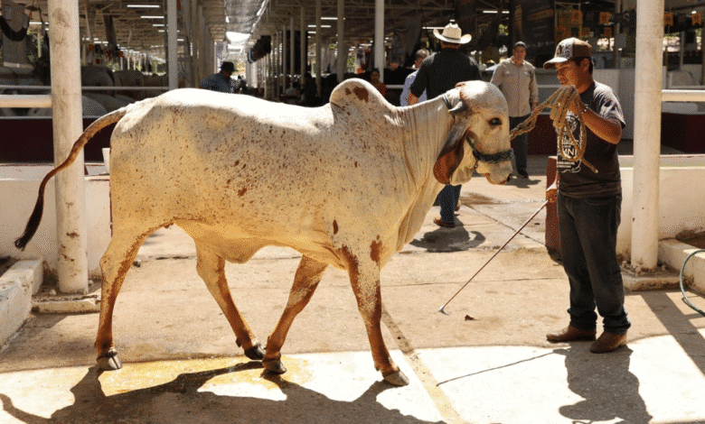 Tabasco tendrá la pista de calificación ganadera más moderna y grande de México