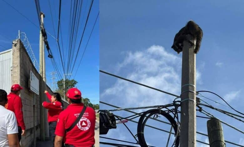 Bomberos de Tabasco rescatan con éxito a mapache atrapado en Ciudad Industrial