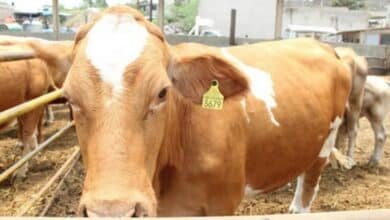 Cateos en ganaderías revelan irregularidades en venta de aretes para ganado
