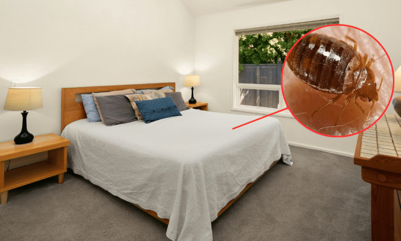 Chinche de cama o chinche besucona cómo identificarlas y conocer sus riesgos