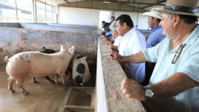 “Crédito Porcino a la palabra” para el 2026