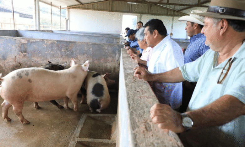 “Crédito Porcino a la palabra” para el 2026
