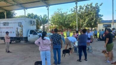 Esterilizan a de Perros y Gatos gratuitamente