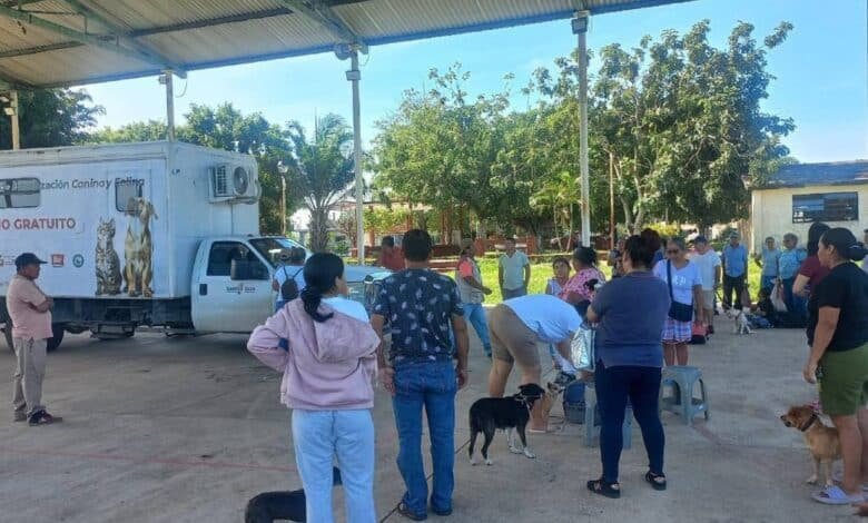 Esterilizan a de Perros y Gatos gratuitamente
