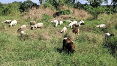 FGE confirma investigación por aretes registro siniiga