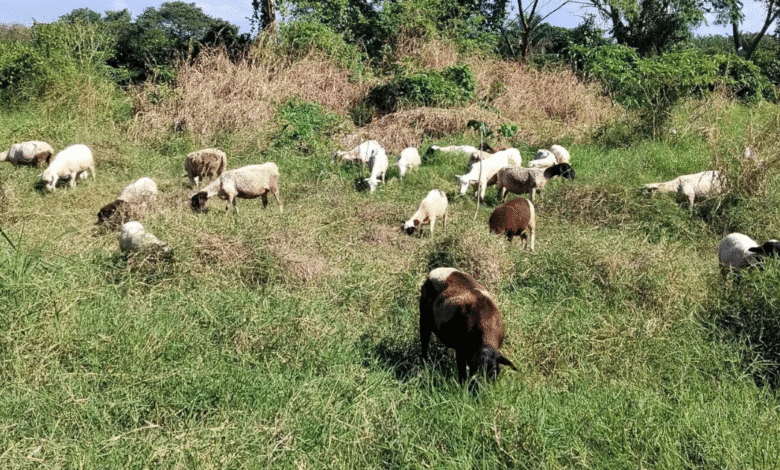 FGE confirma investigación por aretes registro siniiga