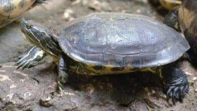 Hicotea de agua dulce, patrimonio natural de Tabasco
