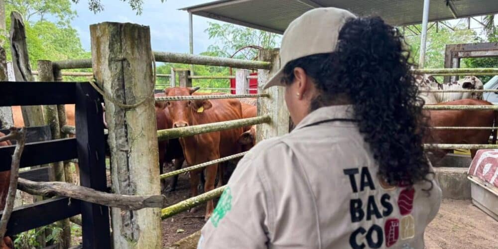 Jalpa de Méndez será el primer municipio de Tabasco en completar el Barrido Sanitario con cero casos de tuberculosis bovina