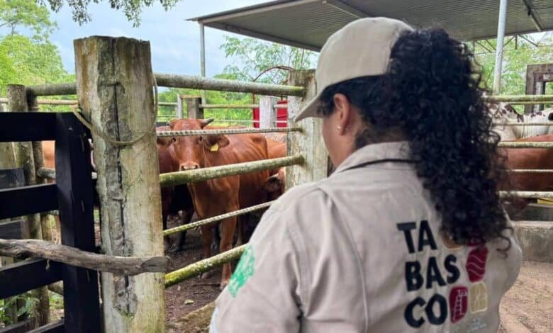 Jalpa de Méndez será el primer municipio de Tabasco en completar el Barrido Sanitario con cero casos de tuberculosis bovina
