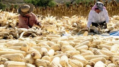 México, líder de importaciones de maíz blanco, afirma GCMA