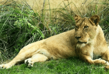 Un hombre murió tras ser atacado por una leona en el zoológico del parque Arruda Câmara, en João Pessoa (Brasil), después de que saltara una valla de seguridad y entrara al recinto del animal.