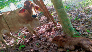 Suman nuevos nacimientos en el programa Crédito Ganadero