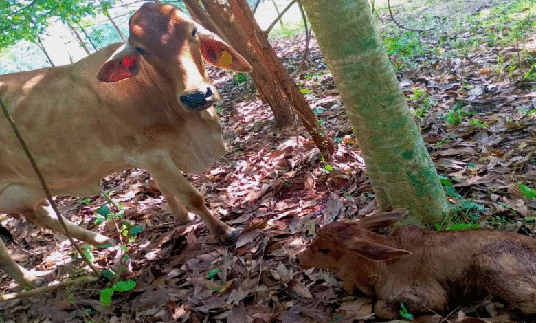 Suman nuevos nacimientos en el programa Crédito Ganadero