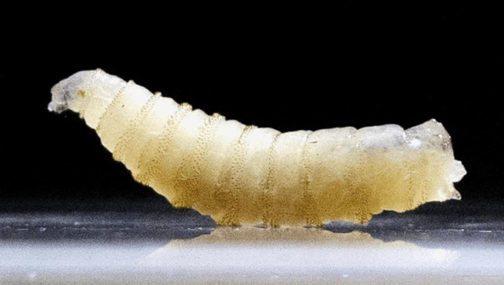 Gusano barrenador de ganado,Sader,emergencia zoosanitaria México,Senasica,movilización de ganado,Certificado Zoosanitario,plaga Cochliomyia hominivorax,ganadería mexicana,exportación de ganado,Nuevo León,sanidad animal,Diario Oficial de la Federación,campo mexicano,salud animal.