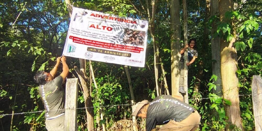 Refuerzan la vigilancia para proteger a crías de mono aullador en Tabasco