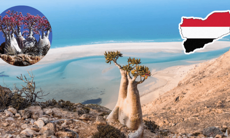 ¿Estás en la Tierra o en Marte Descubre Socotra, la isla alienígena que desafía a la biología (Foto por Tripadvisor y Against the Compass)
