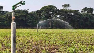 Agricultura en Tabasco mejora riego con energía solar para enfrentar sequía