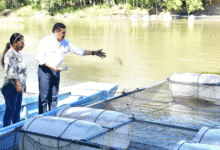 Apuesta por la soberanía alimentaria