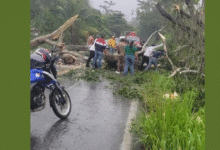 Cae árbol y complica tránsito en carretera Teapa–Pichucalco
