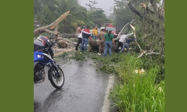 Cae árbol y complica tránsito en carretera Teapa–Pichucalco
