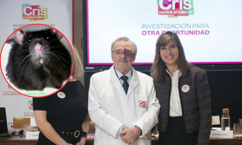 Científicos españoles logran eliminar el cáncer de páncreas en ratones por primera vez