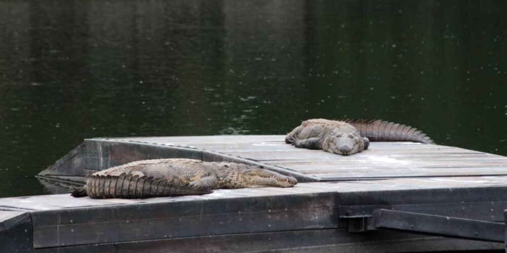 Cocodrilos generan alarma en colonias cercanas a Las Ilusiones