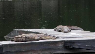 Cocodrilos generan alarma en colonias cercanas a Las Ilusiones