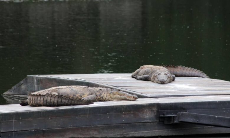 Cocodrilos generan alarma en colonias cercanas a Las Ilusiones