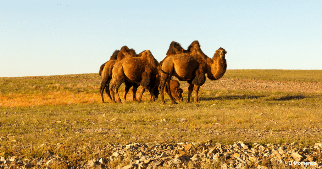 Mongolia,turismo de aventura,desierto del Gobi,estepas mongolas,cultura nómada,yurtas,Ulán Bator,Karakórum,lago Khövsgöl,viajes alternativos