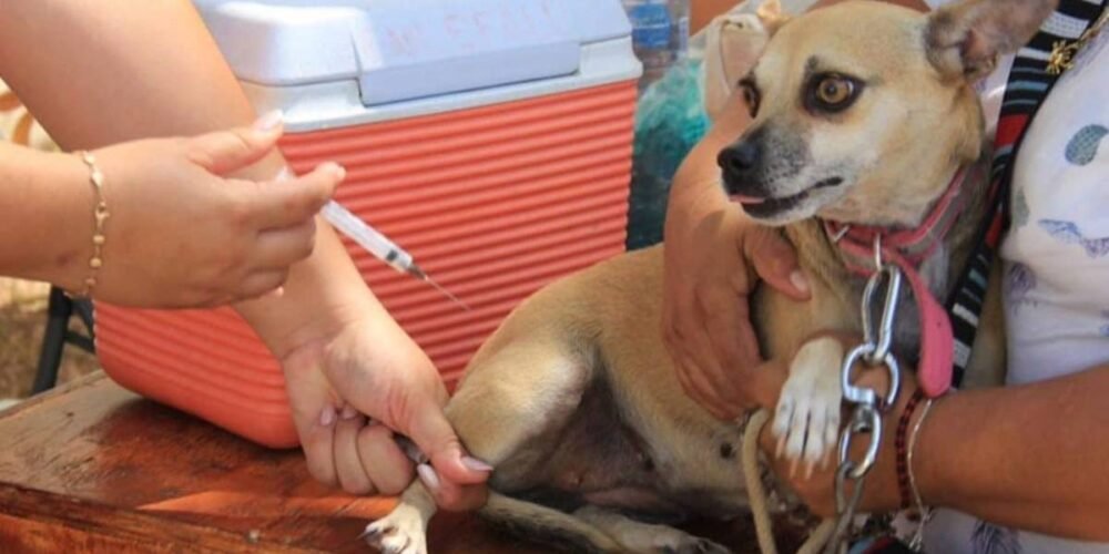 Esterilización, desparasitación y vacunación gratis para mascotas en Centro