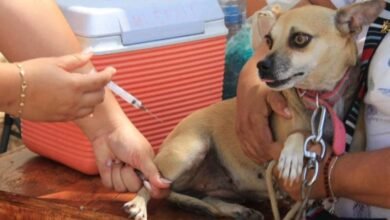 Esterilización, desparasitación y vacunación gratis para mascotas en Centro