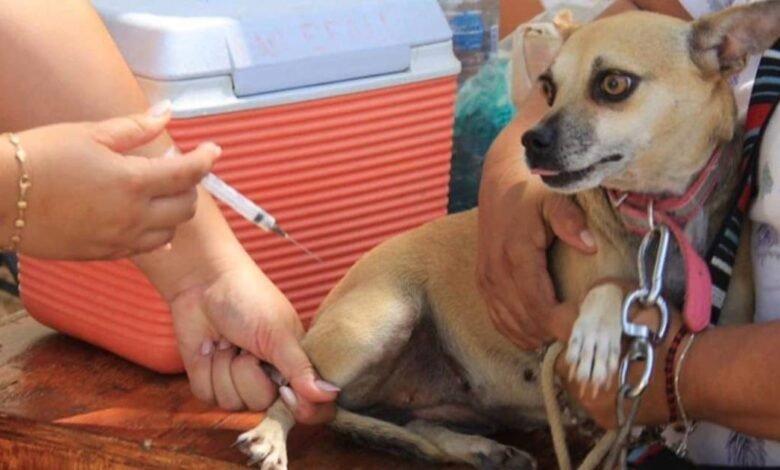 Esterilización, desparasitación y vacunación gratis para mascotas en Centro