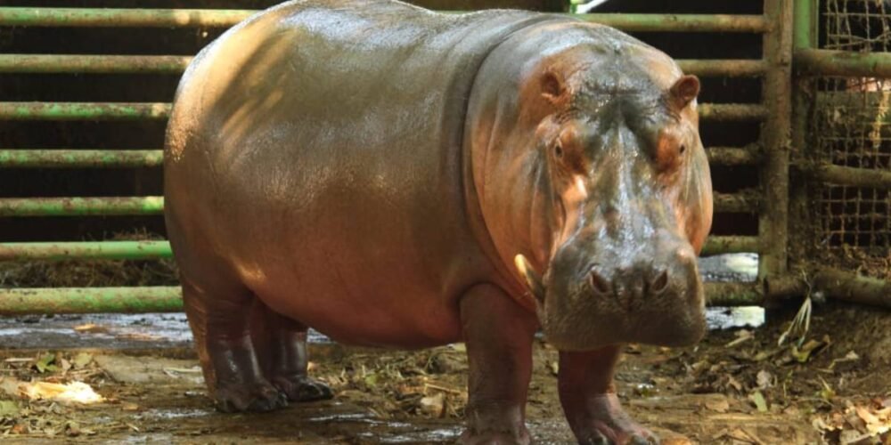 Fallece "Rufino", el hipopótamo del Nilo
