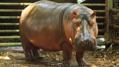 Fallece "Rufino", el hipopótamo del Nilo