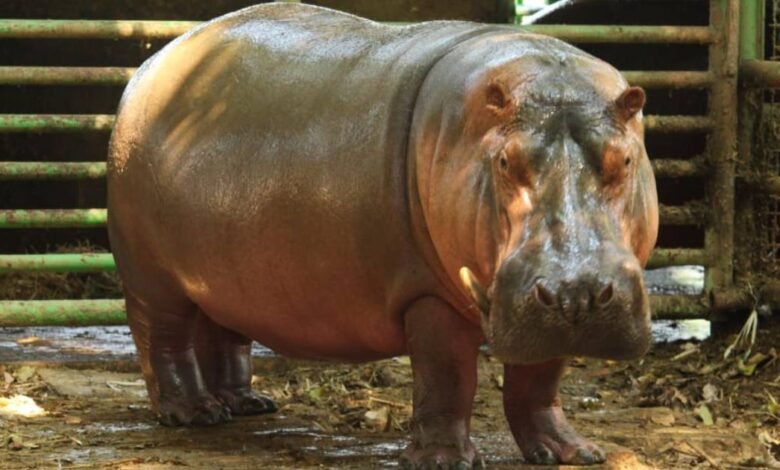 Fallece "Rufino", el hipopótamo del Nilo