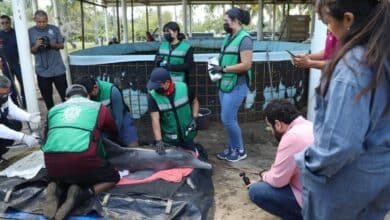 Fallece delfín rescatado en Centla