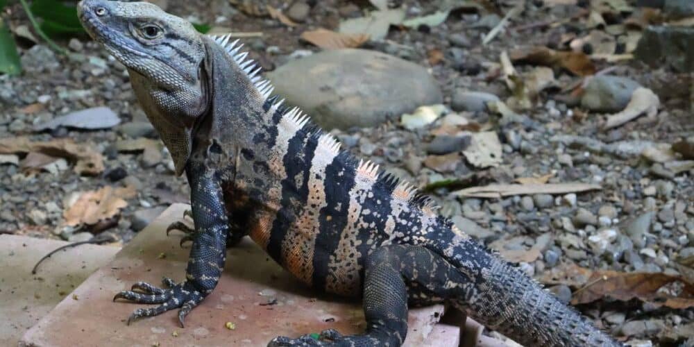 Garrobo en Tabasco símbolo silencioso del monte