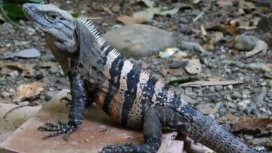 Garrobo en Tabasco símbolo silencioso del monte