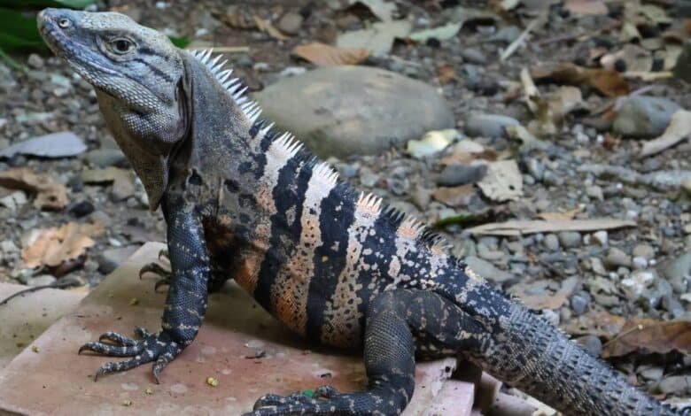Garrobo en Tabasco símbolo silencioso del monte