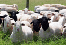 Inicia en ocho meses Crédito Ovino a la Palabra