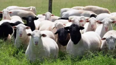 Inicia en ocho meses Crédito Ovino a la Palabra