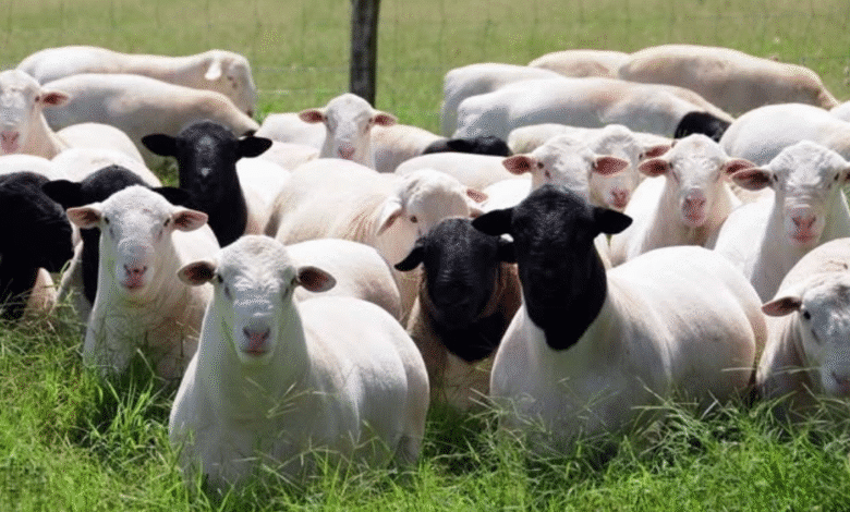 Inicia en ocho meses Crédito Ovino a la Palabra