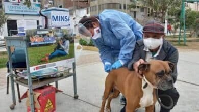 Inicia vacunación masiva en marzo contra la rabia